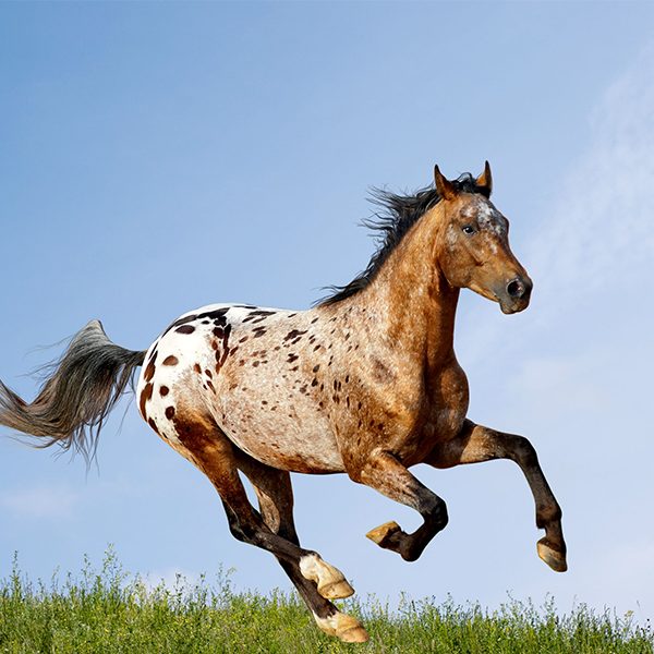 Appaloosa logo