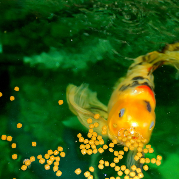 Aquarium fish feed logo