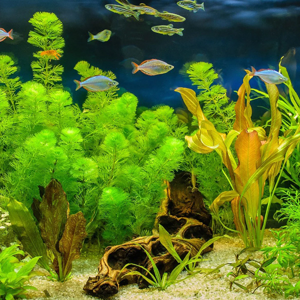Aquatic plant logo