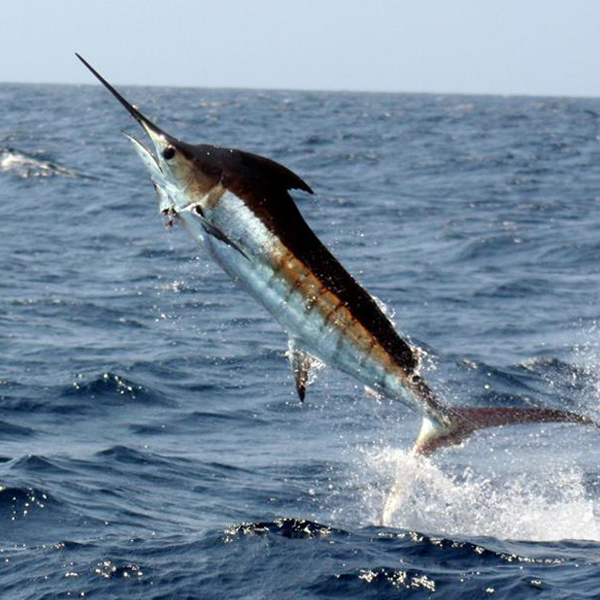 Atlantic blue marlin logo