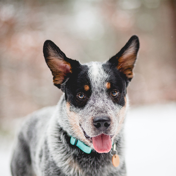 Australian Cattle Dog
