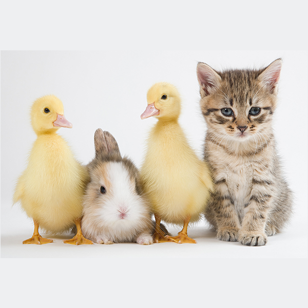 Baby Animals logo