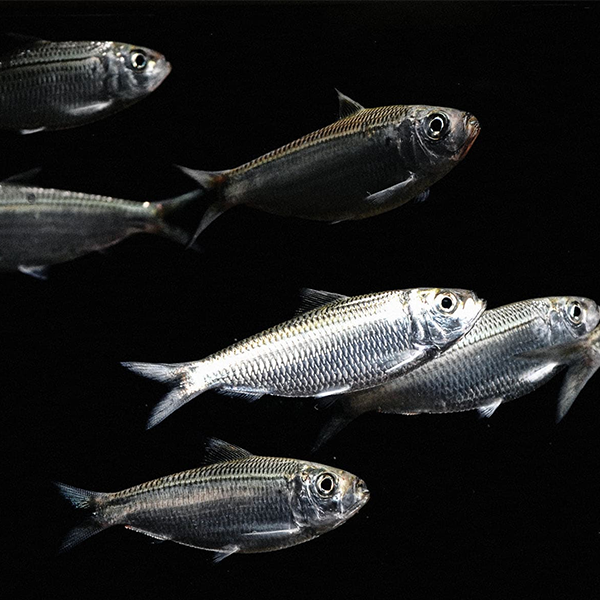 Bait fish logo