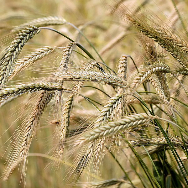 Barley logo
