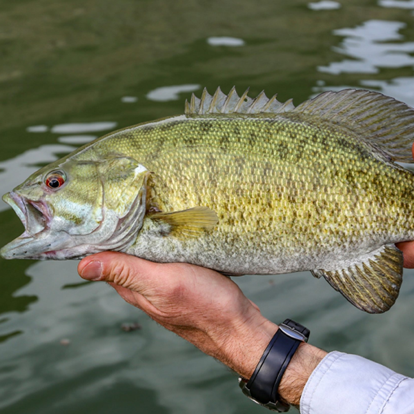 Bass (fish) logo