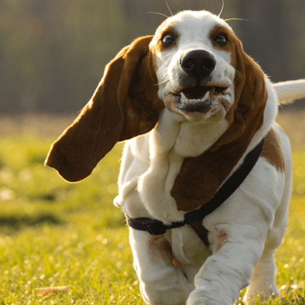 Basset Hound