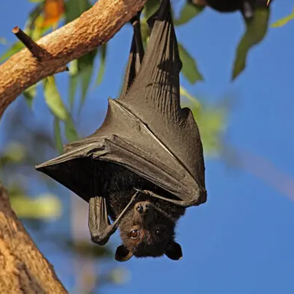 Bat logo