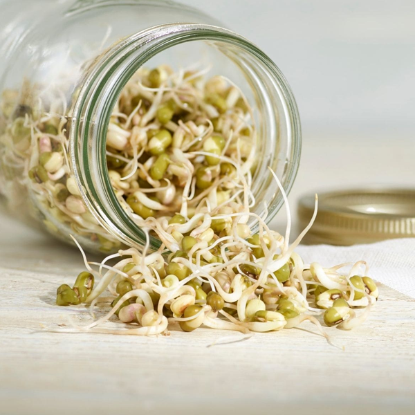 Bean sprout