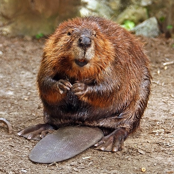 Beaver logo