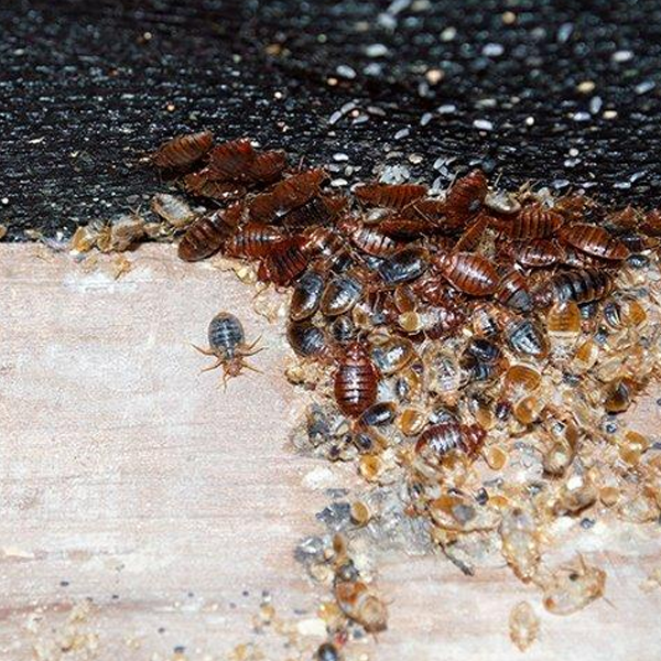 Bed bug infestation logo