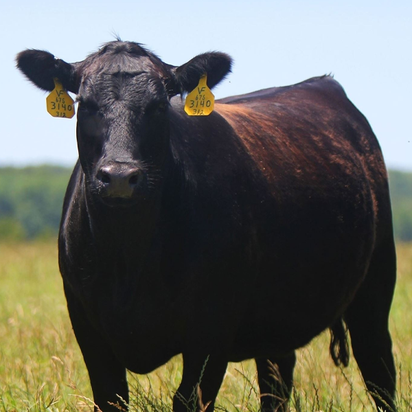 Beef cattle