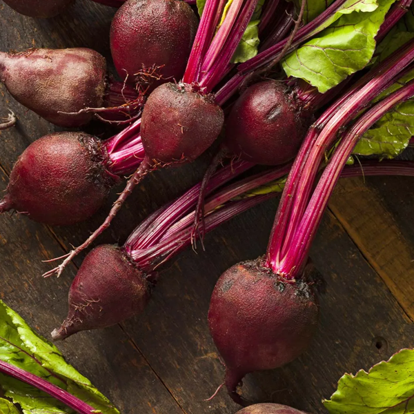 Beta vulgaris