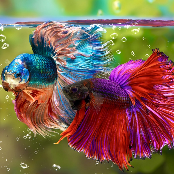 Betta logo