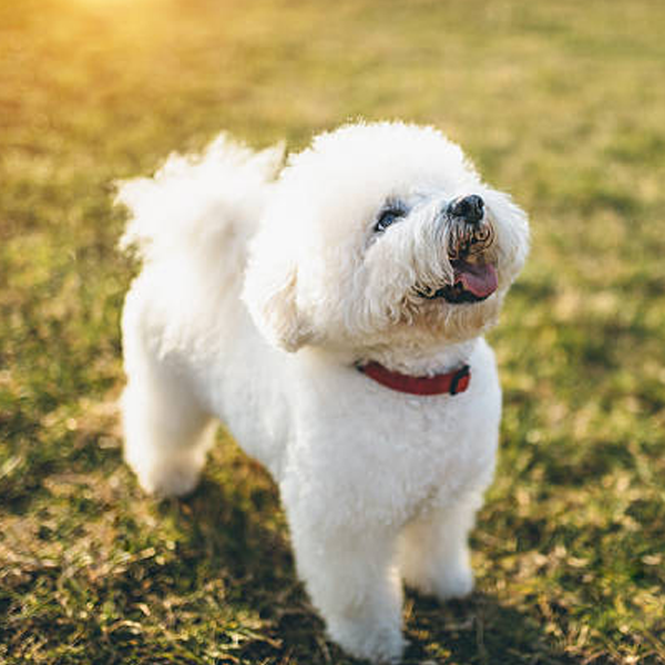 Bichon Frisé