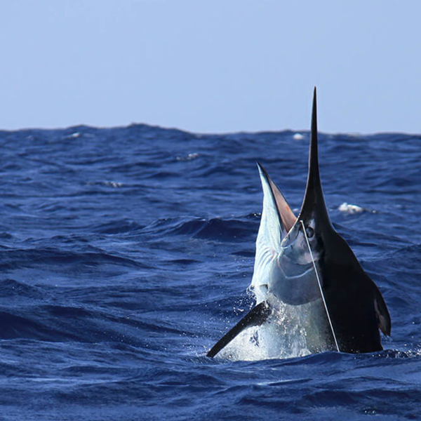 Billfish
