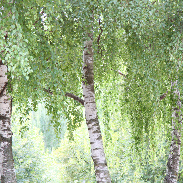 Birch