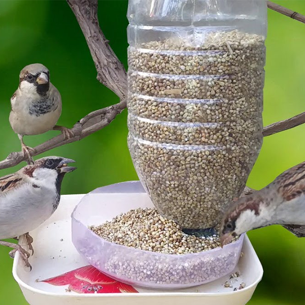 Bird feeder logo