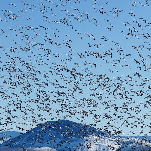 Bird migration logo