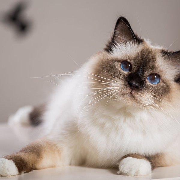 Birman logo
