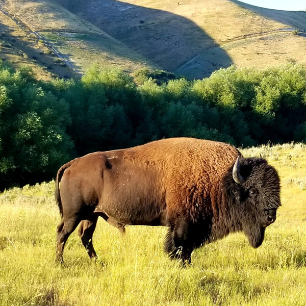 Bison hunting logo