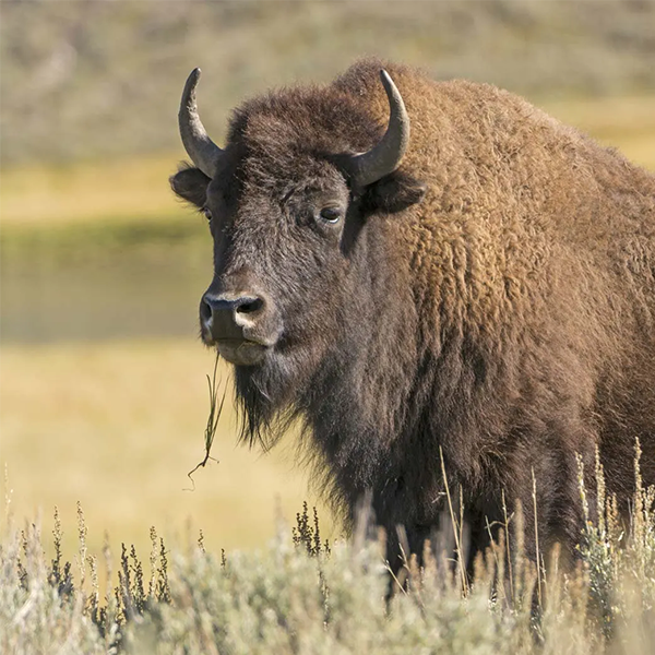 Bison logo