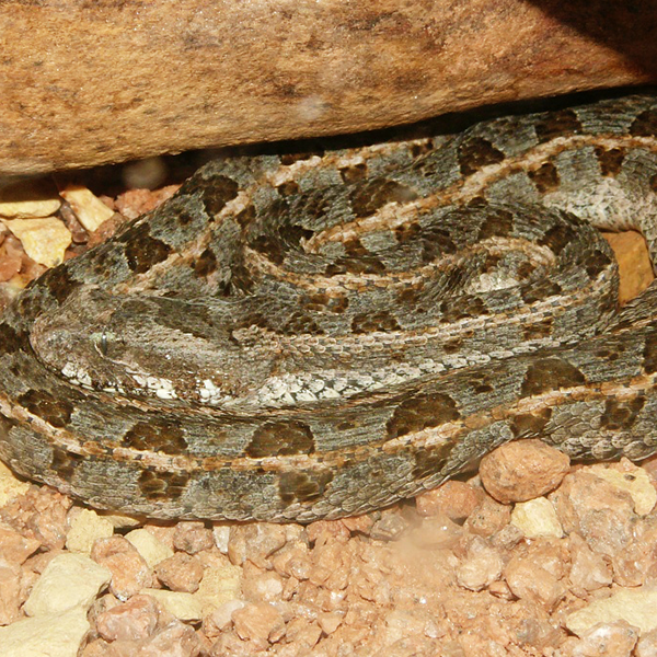 Bitis
