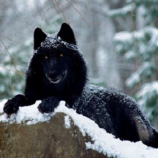 Black wolf logo
