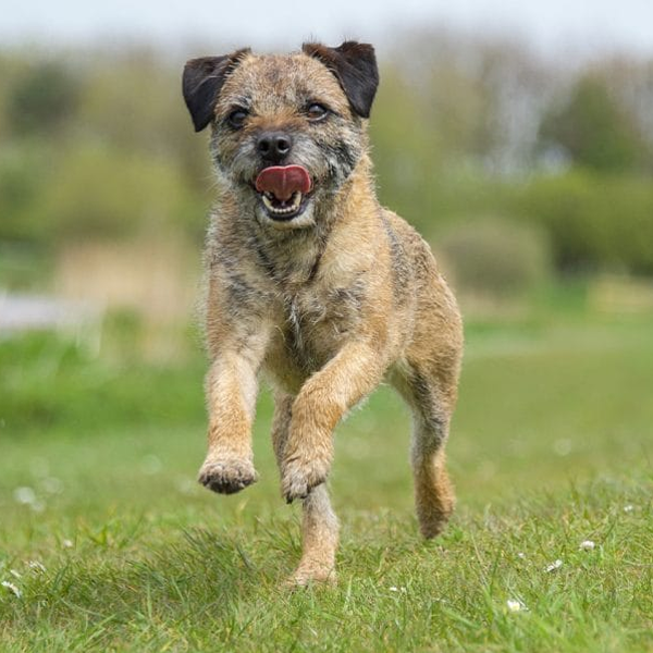 Border Terrier