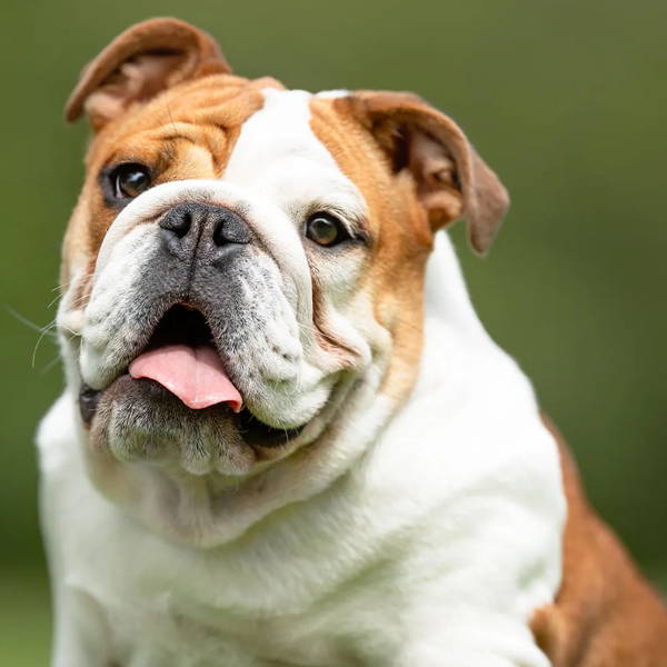 Bulldog breeds logo
