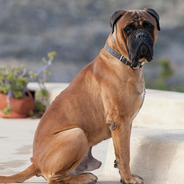 Bullmastiff