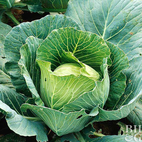 Cabbage