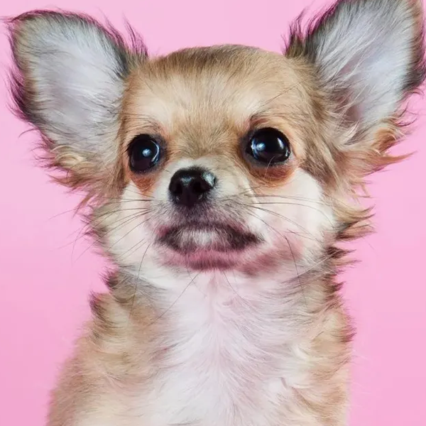 Cachorro