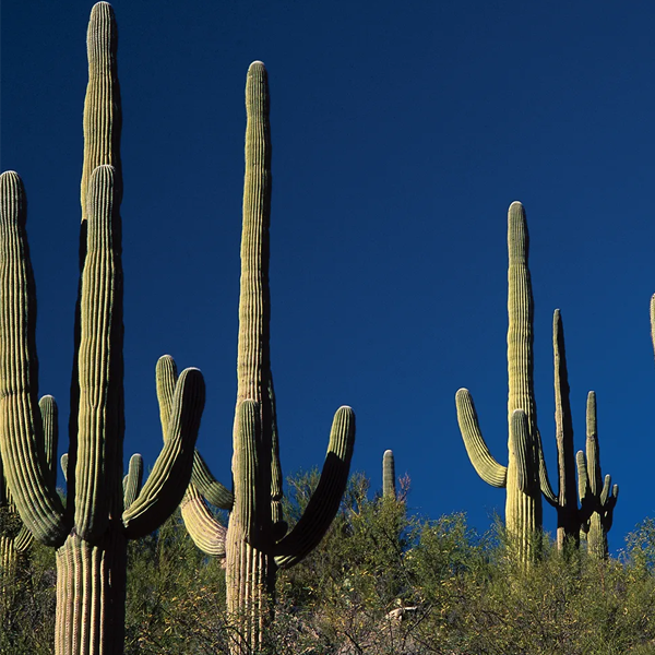 Cactus logo