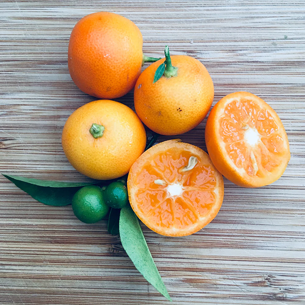 Calamondin