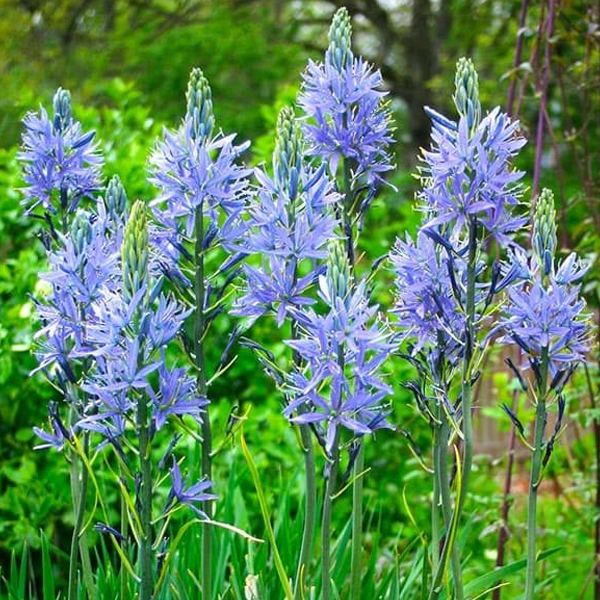 Camassia