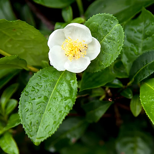 Camellia sinensis logo