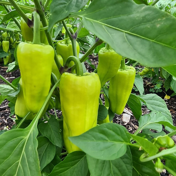 Capsicum