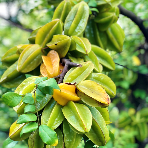Carambola