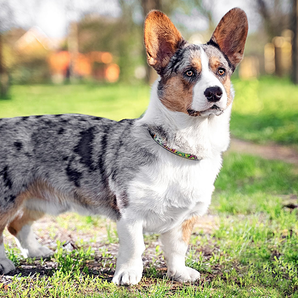 Cardigan Welsh Corgi