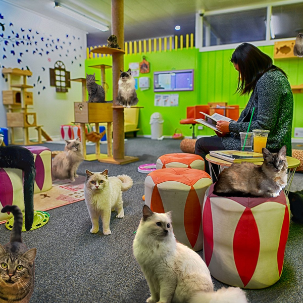 Cat café logo