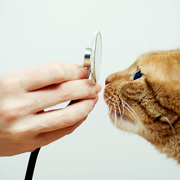 Cat health logo