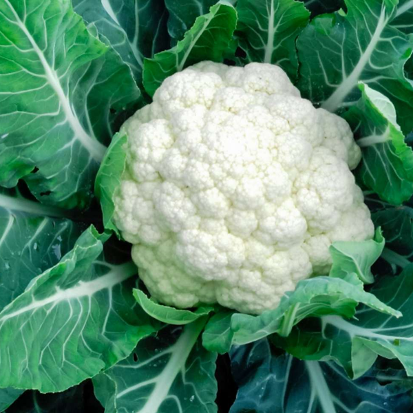 Cauliflower