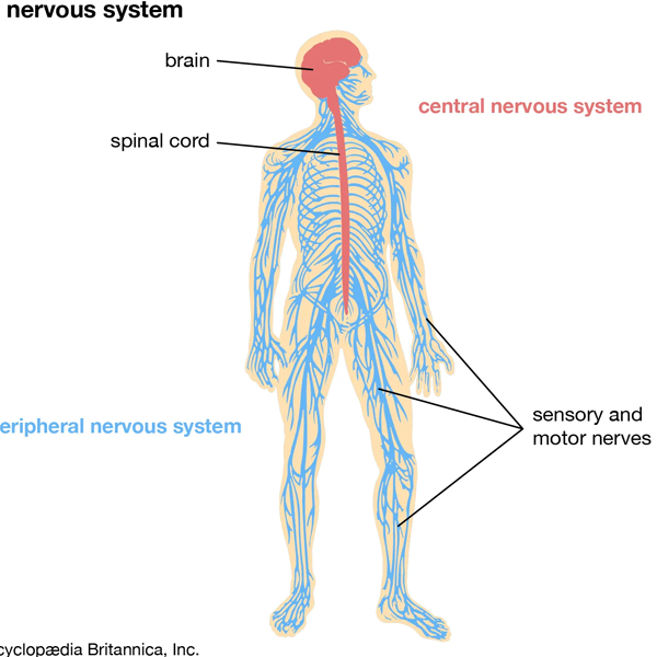 Central nervous system