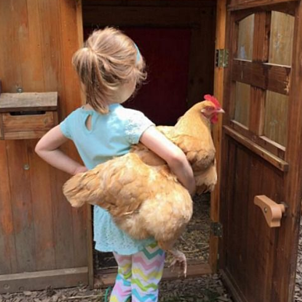 Chickens as pets logo