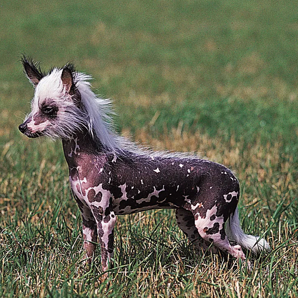 Chinese Crested Dog logo