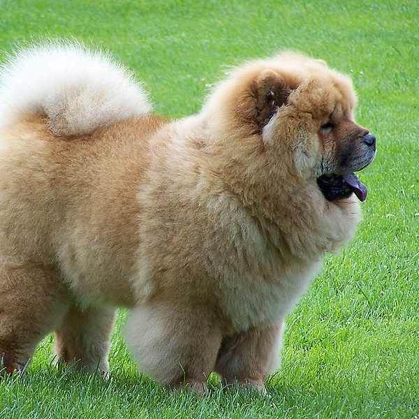 Chow Chow
