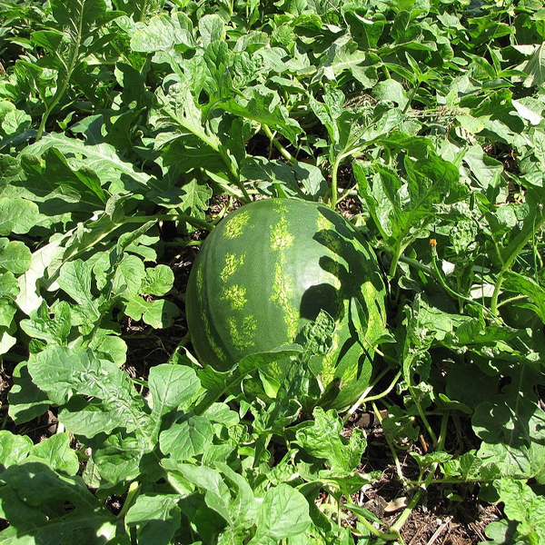 Citrullus lanatus