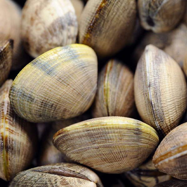 Clam