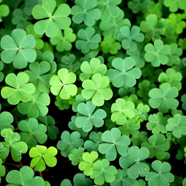 Clover