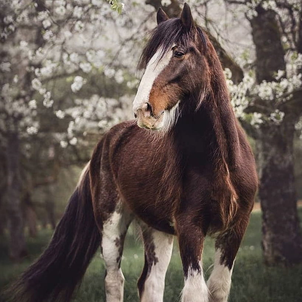 Clydesdale horse logo